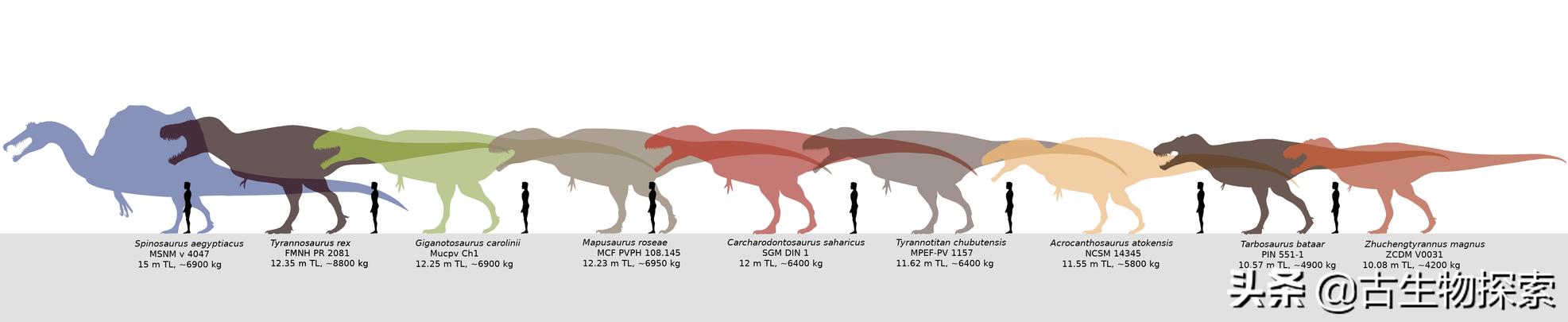 古生物学家恐龙化石霸王龙,中国发现霸王龙化石