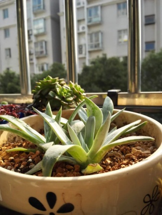 从鼻屎苗到老桩，时光里的蜕变