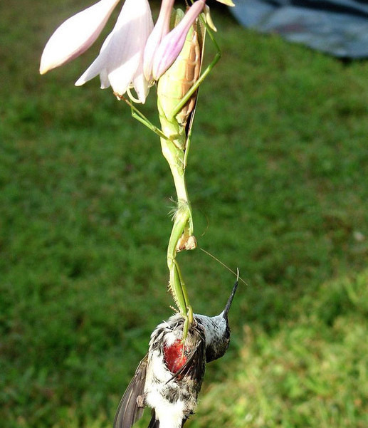 鸟VS螳螂,却被螳螂吃掉!“元芳”你怎么看