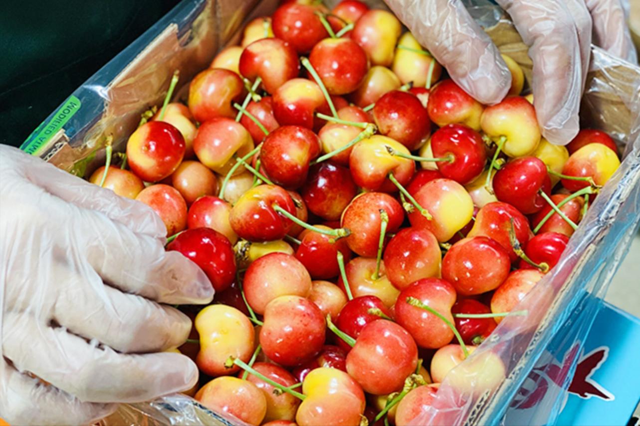 智利批发市场车厘子多少钱一斤,智利车厘子价格多少钱一斤