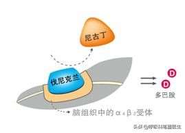 老烟民戒烟一次戒断还是减量戒烟,20年烟龄戒烟最好的方法
