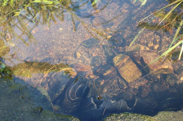 张廖官陂厚嗣坑的解字注释字面解读