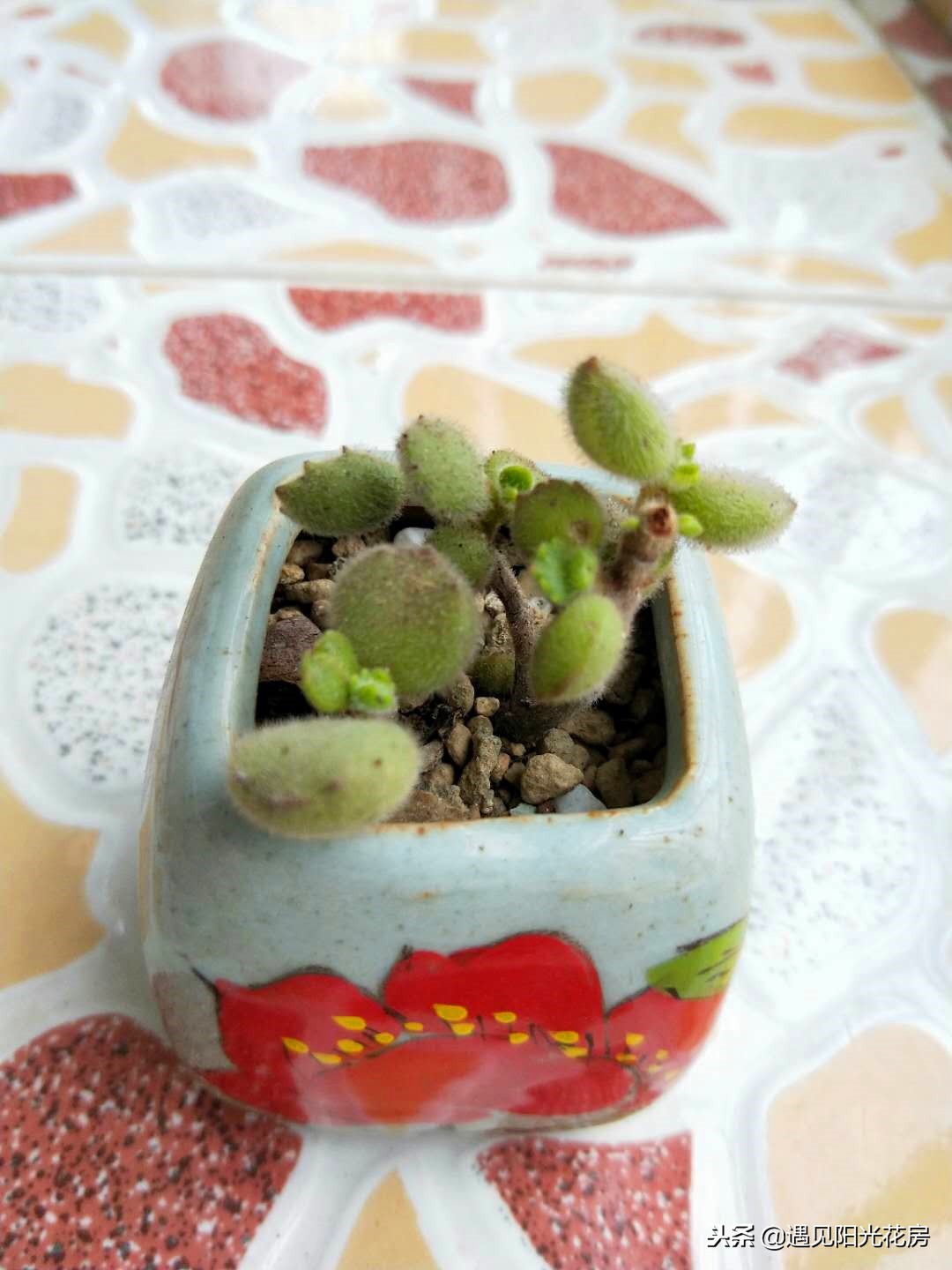 熊童子系列多肉,熊童子多肉多少钱一棵