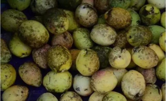 西双版纳奇葩食物,西双版纳有种水果就像桂圆一样