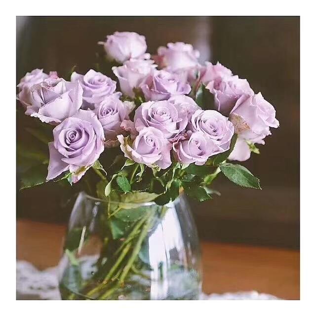 荆报鲜花坊，海洋之歌玫瑰，一扎20枝，55元空运全国包邮