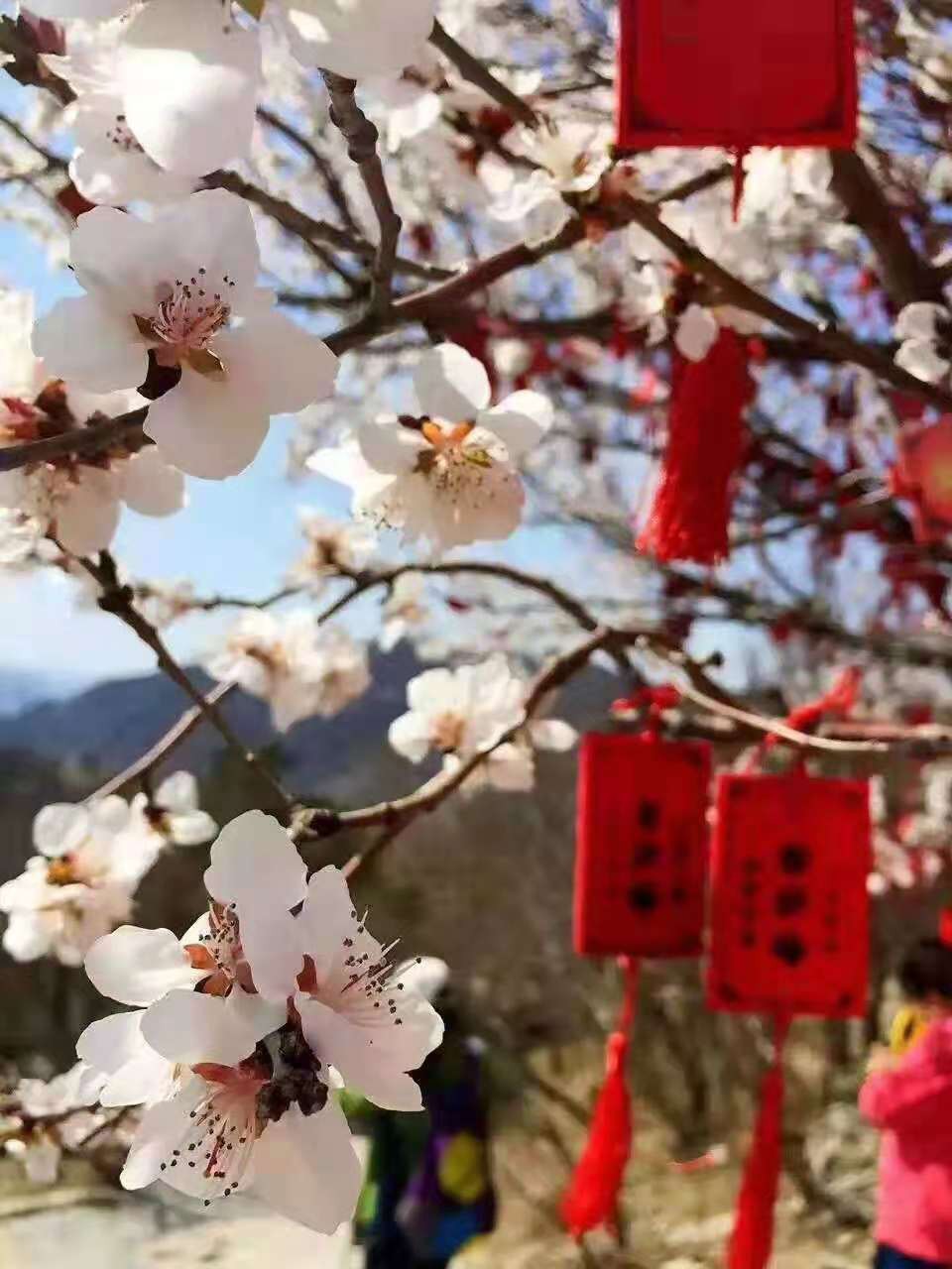 大连青岩寺歪脖老母怎么走,青岩寺歪脖老母在哪个城市