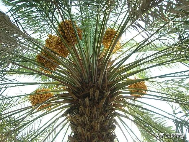 红枣与青枣,红枣黑枣乌枣紫晶枣各有什么区别