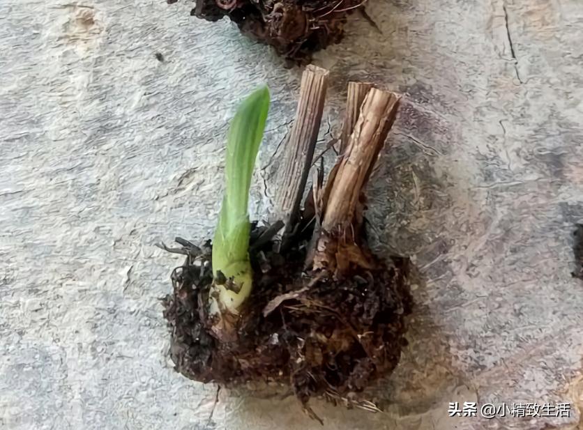 兰花枯萎怎么补救,兰花凋谢了如何再种