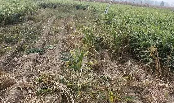 涝死的大姜怎么处理,大姜防死棵