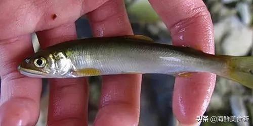 100种不同名字的海鲜,10种常见海鲜大全