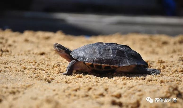 水龟母断尾是否影响繁殖,断尾水龟还能繁殖吗