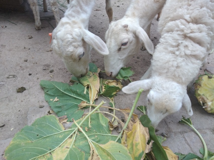 养羊前期没收入怎么办,养羊怎么养效益最好