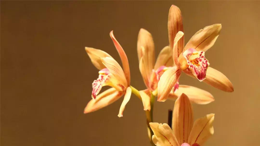 美美美！海淀这个地儿，万株兰花惊艳来袭，你招架的住吗？