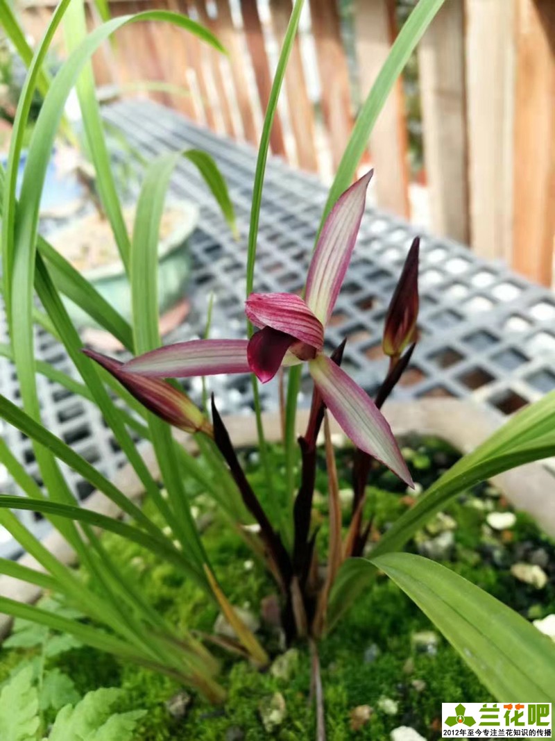 兰花两腐病用什么杀菌剂,兰花腐叶病用什么药