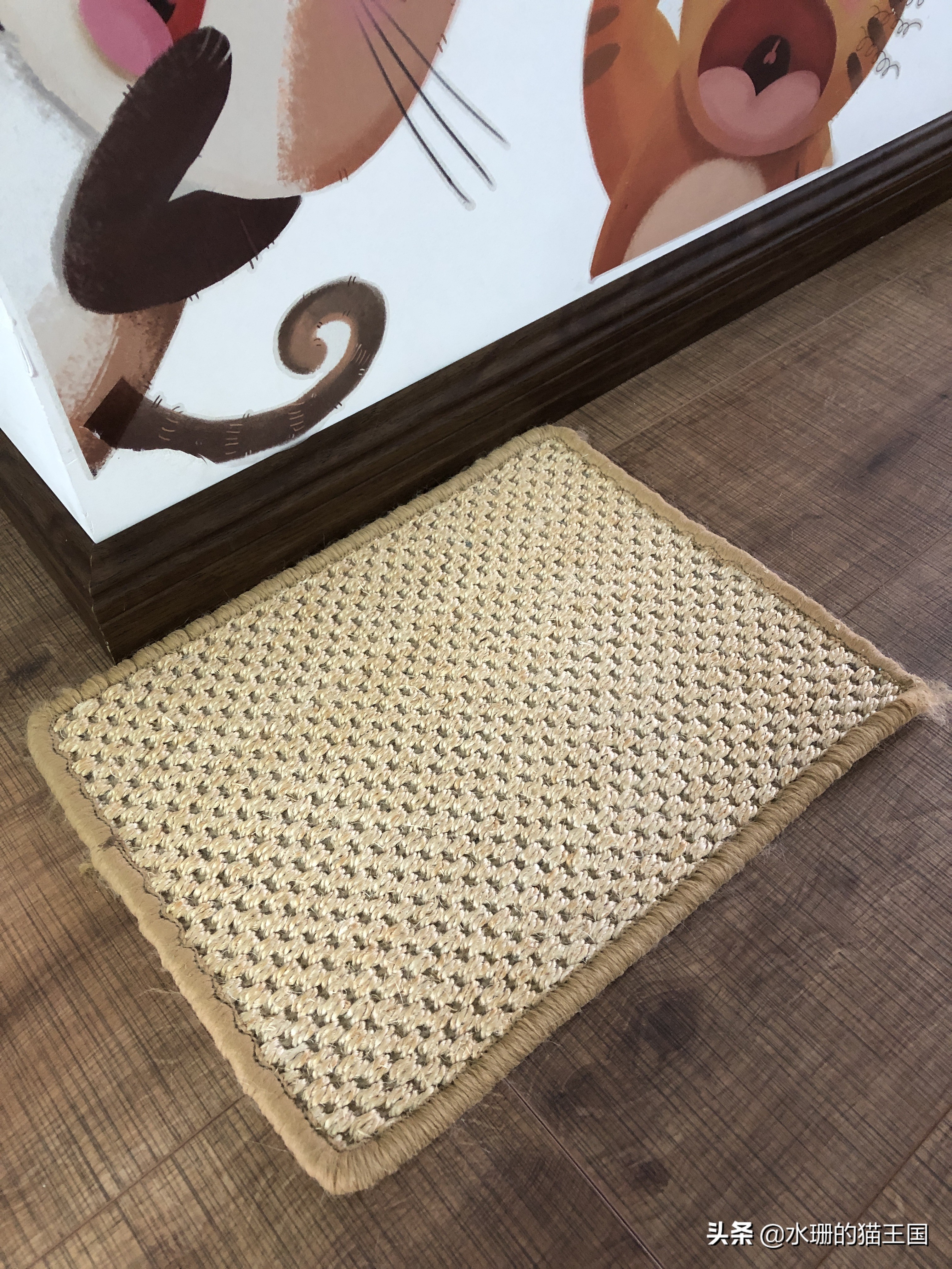 没有不磨爪爪的猫，可猫咪到处乱挠怎么破？看我家猫咪磨爪训练！