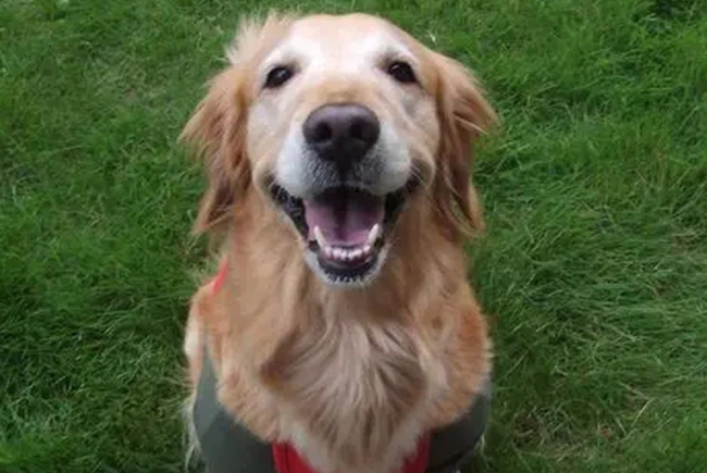 金毛出血怎么回事啊,金毛牙龈