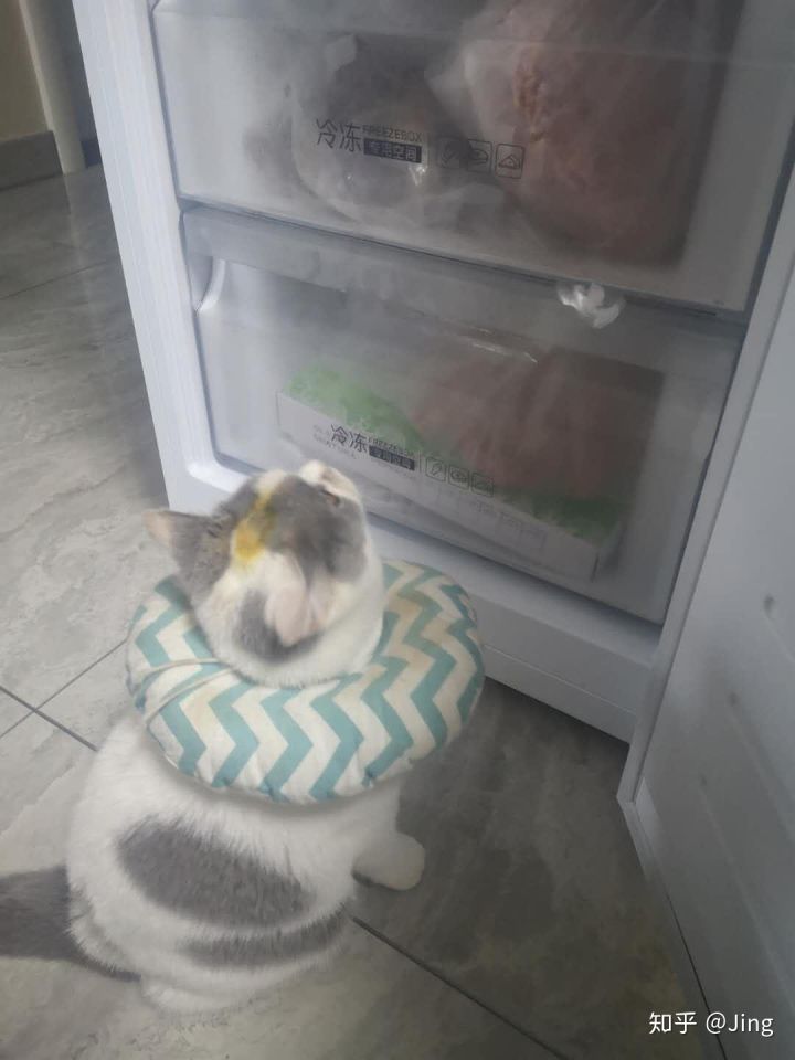 猫癣护理,幼猫猫癣最快治愈方法