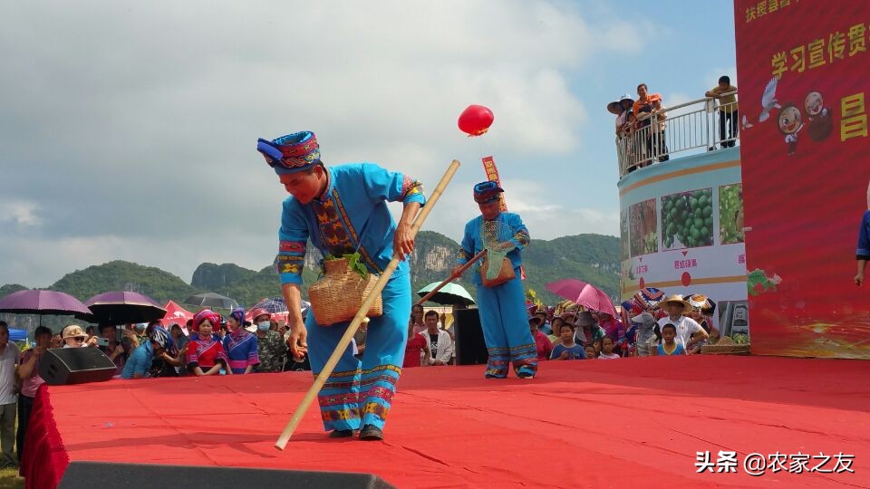 扶绥县昌平坚果苗,扶绥昌平坚果种植基地