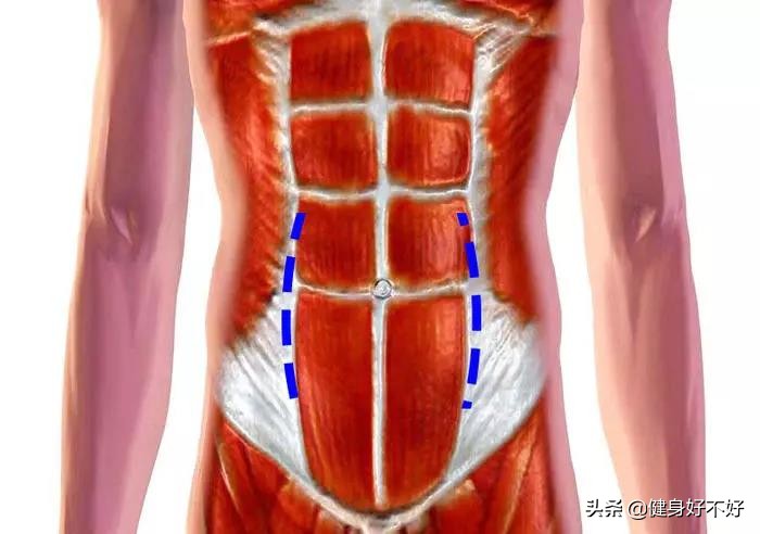 怎样练出鲨鱼肌人鱼线马甲线,人鱼线马甲线快速成型的方法