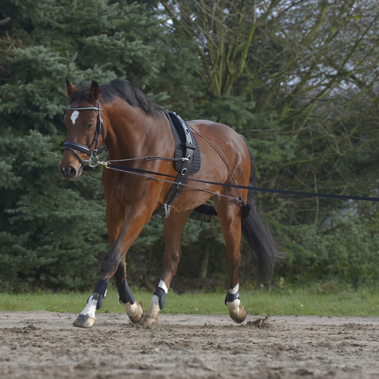 如何让马变得强壮,怎么训练马匹的伸长步伐
