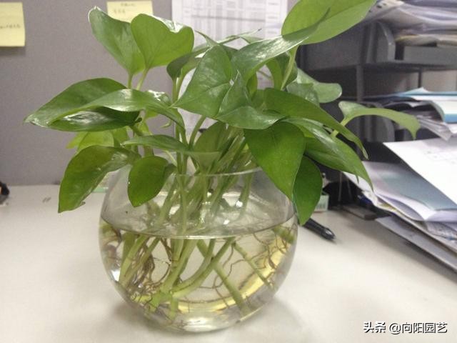 水培植物怎么剪根,最好看最好养的水培植物