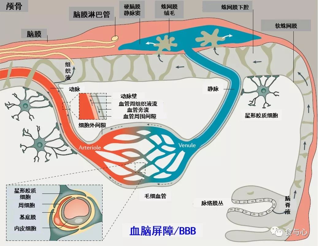 肠漏症的三大指标,肠漏症和脑漏症