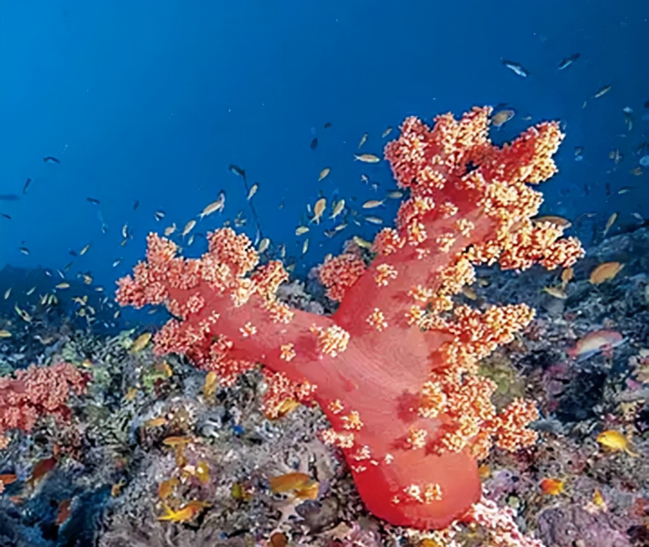 南海康泰滩,康泰礁