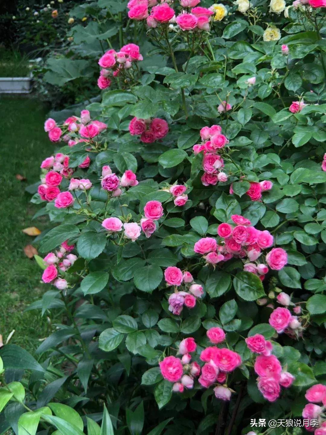 哪些月季品种抗病强,抗病性好月季有哪些