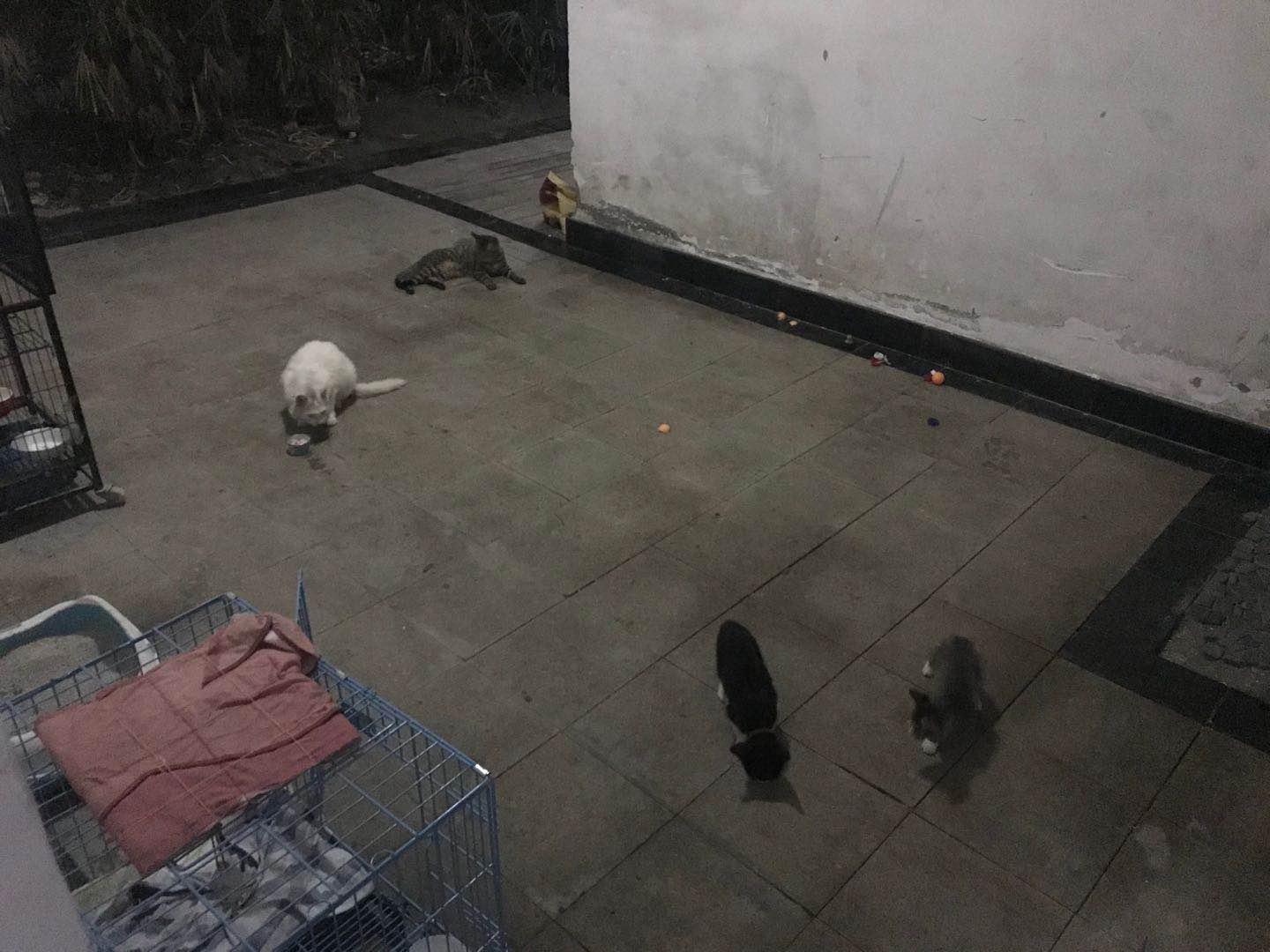 关于流浪动物救助的采访问题,流浪动物救助文章1000字