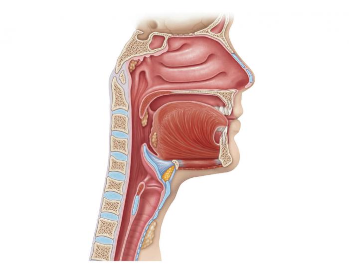 专业医生：冬季鼻出血就得这样处理，请收下这篇健康科普