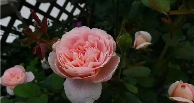 每天学习一点点各种花代表的花语,每天学习一朵花知识