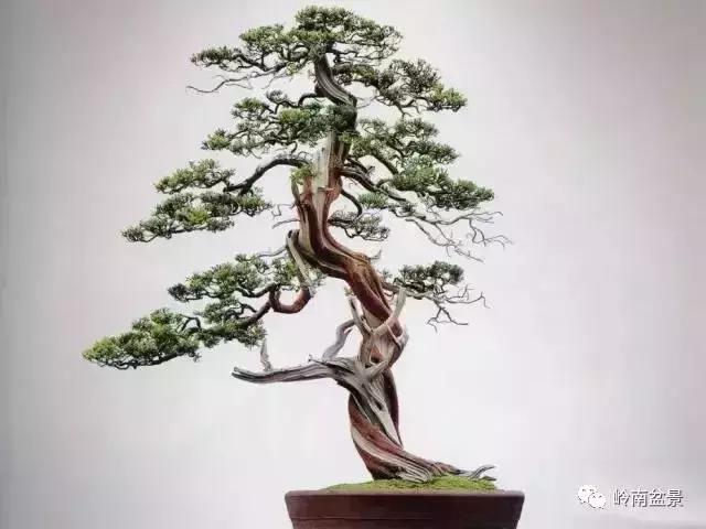 一盆盆景佳作究竟应该是怎样的,大师级盆景作品欣赏