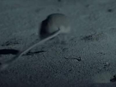 老婆饼没有老婆,普通田鼠也不普通