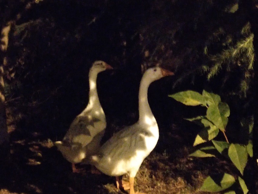 花笺记——我和花朵等来的不是你，却是七月最后一场雨