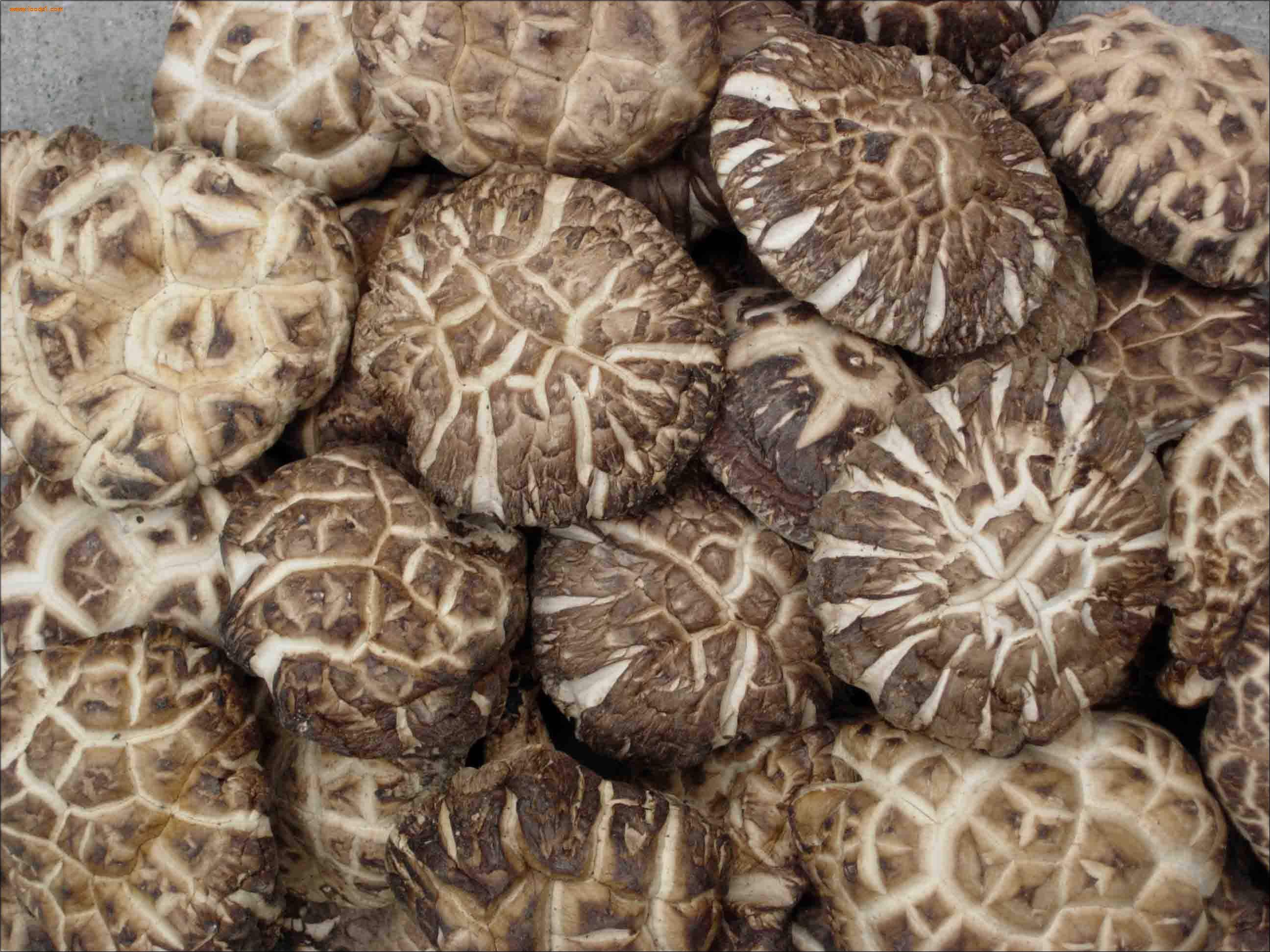 2017年香菇行情预测,10万袋香菇纯利润