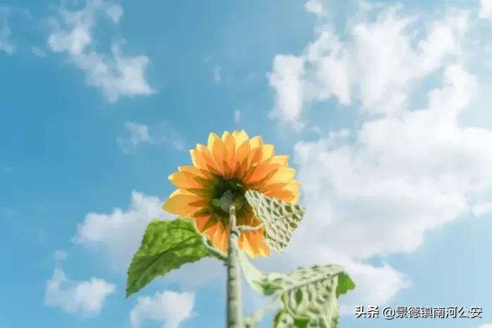 这9首唯美诗词温柔了时光,愿岁月静好度细水流年啥意思