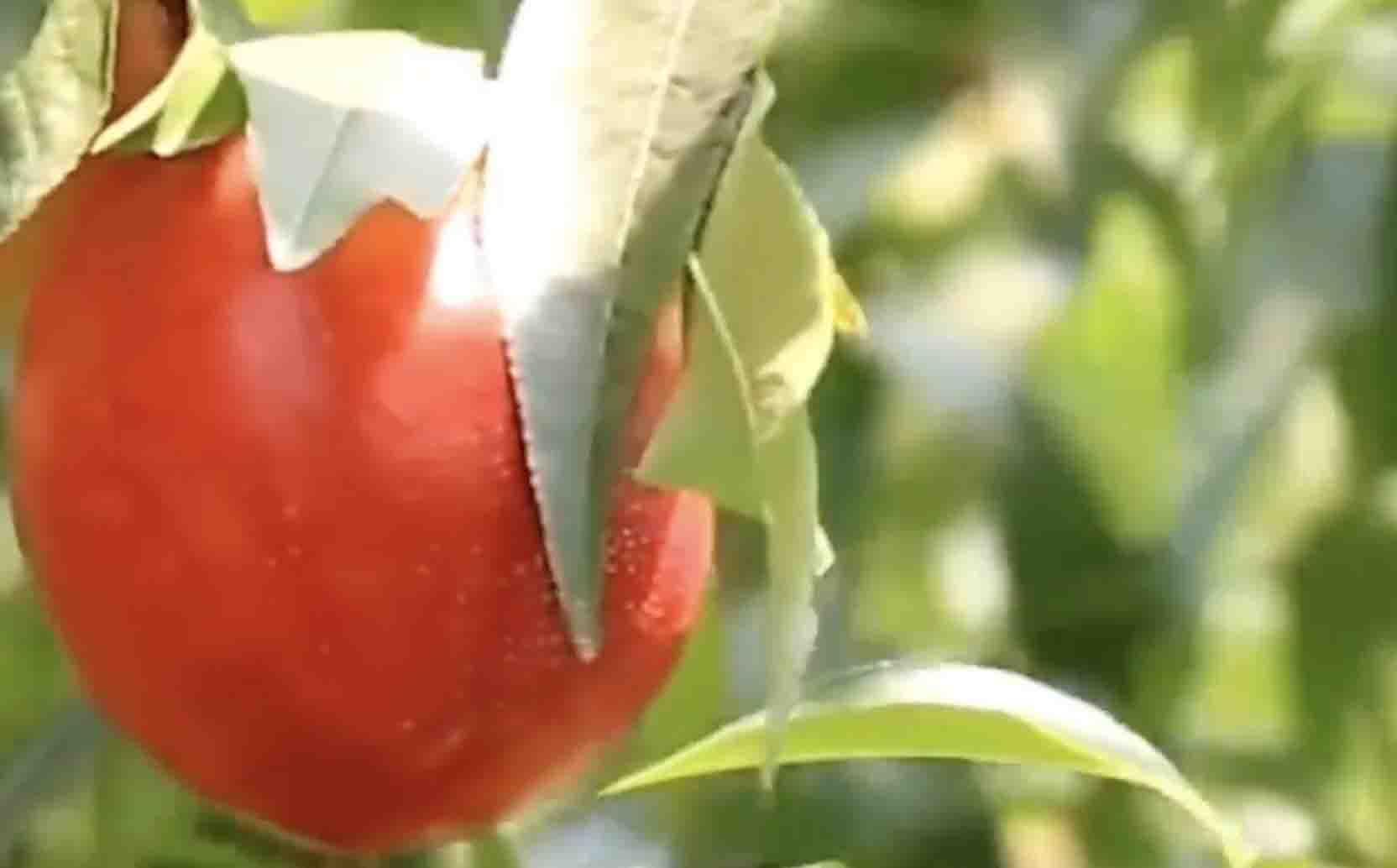 陕西咸阳十大特产有哪些,咸阳必买的十大特产