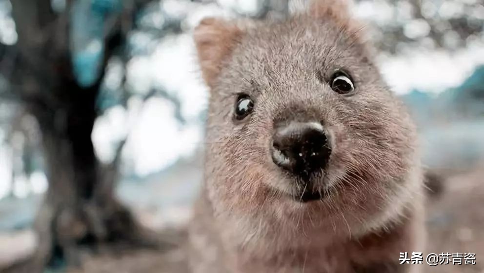 只知道大堡礁？澳大利亚还有这个冷门景点，美得不像地球