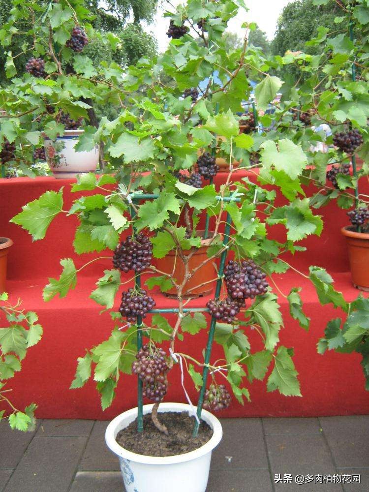 阳台种葡萄的种植方法,阳台葡萄种植技术大全