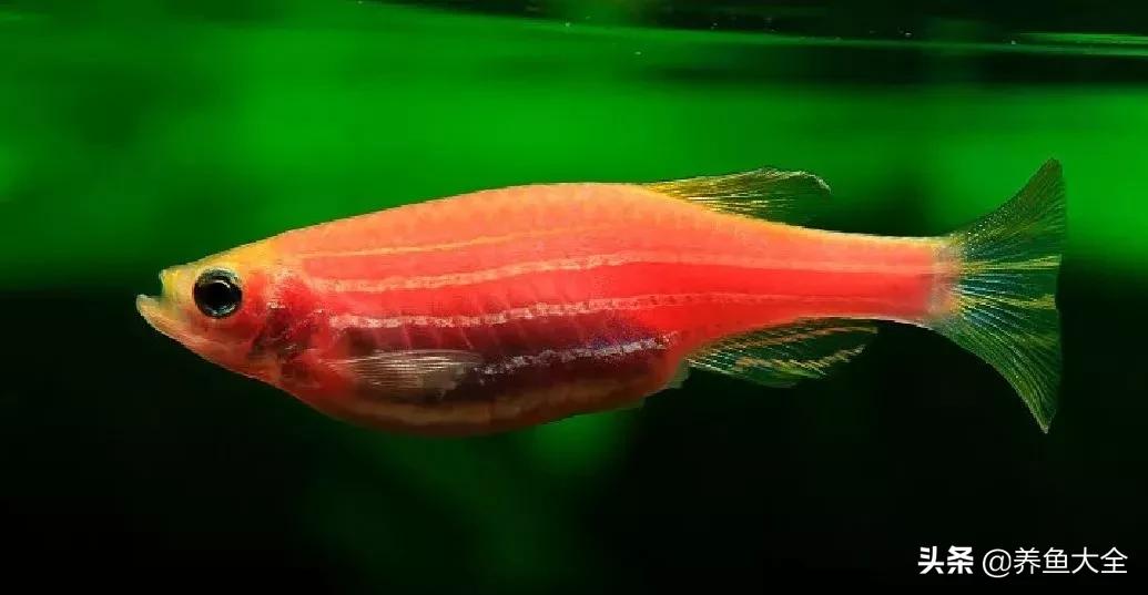 增氧泵能养观赏鱼吗,观赏鱼没有增氧泵可以活多久