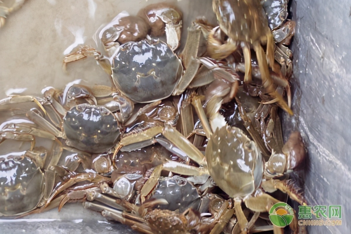 大闸蟹最便宜时是多少钱一斤,大闸蟹哪里价格低需要蒸多少分钟