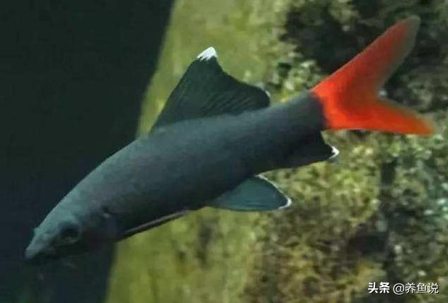 观赏鱼尾巴开叉怎么修复,观赏鱼尾巴开叉怎么办