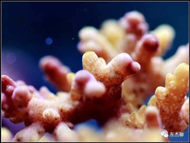 硬骨虫害,硬骨扁虫怎么消灭