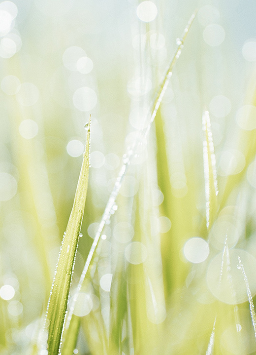 推文|《小蘑菇》《分手》《隐衷》《朝秦暮楚》《李代桃僵》