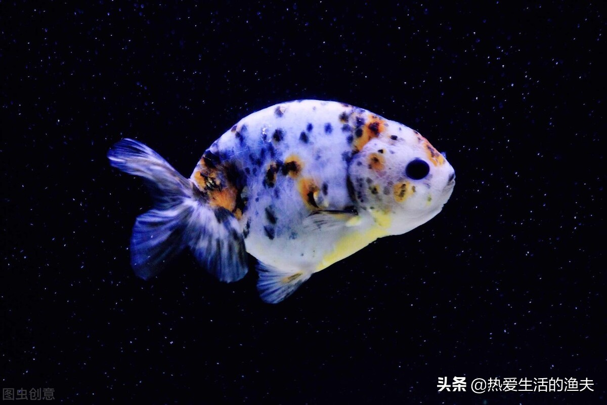 金鱼拉的细长的白线怎么办,金鱼拉得太多怎么办