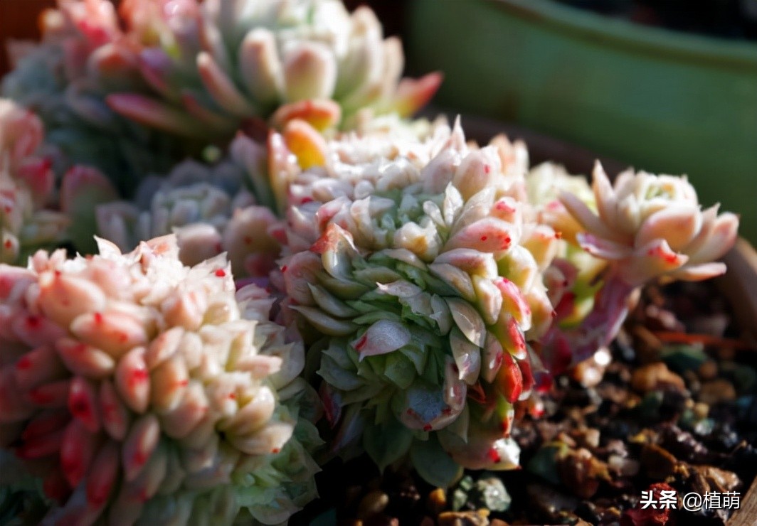 缀化的冰梅,还是头一次见到,真的很漂亮