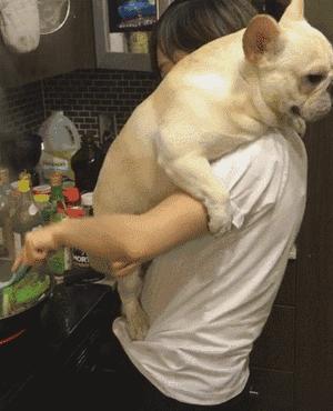 养法国斗牛犬，选“公犬”的五大原因，不会让你失望