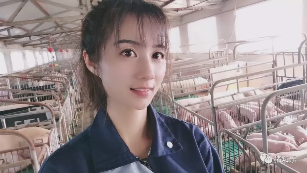 知乐养猪技术视频,猪知乐养猪的技巧