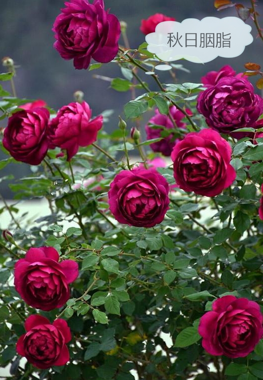 大兴月季园的月季有多少种,北京最大的月季基地在哪