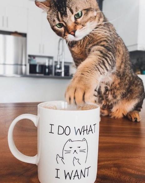 猫真的有那么聪明吗,猫真的有那么聪明嘛